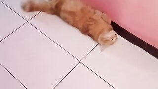 Kucing malas