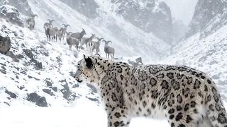 How Does a Snow Leopard Survive the Brutal Winter? SnowLeopardHunting