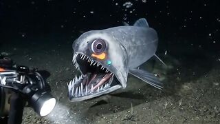 Deep sea creature 2