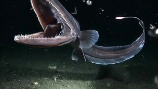 Deep sea creature 3