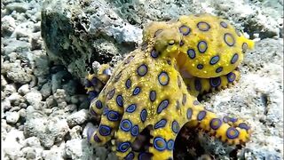Deep sea creatures 2
