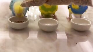 This beautiful and adorable bird started taking