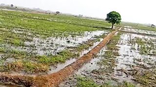 Hamparan sawah 2