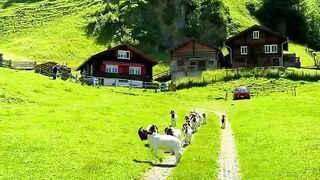Swiss Beautifuls