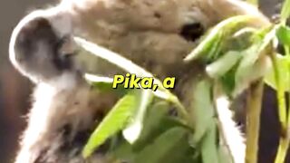 Tibetan Fox Hunts Pika On Plateau