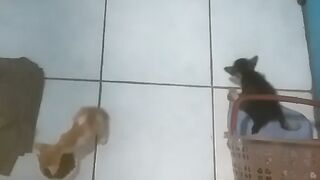 OYEN MAKAN