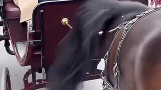 Le cheval .