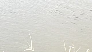 Drunk fish