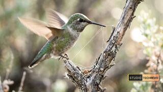 Anna’s Hummingbird Builds a Tiny Nest 🌿🐦 | 90-Second Wildlife Documentary