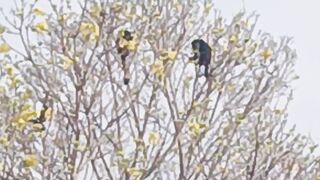 Espetáculo da natureza