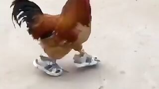 Funy Video 19