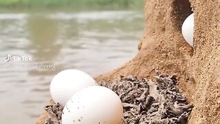 Tik Tok Video 217