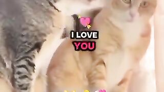 Funy Video 20