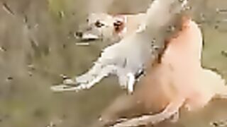 Tik Tok Video 233