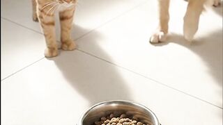 Funny cate and dog enjoy