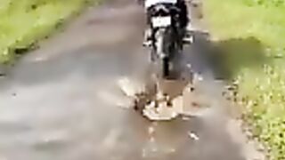 Tik Tok Video 243