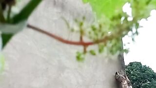 Pesinho de uva