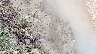 Cari belut di sawah