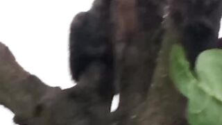 Gato na árvore