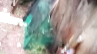 Pé de goiaba