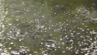 Lele lebih aktif dikolam bulat ketimbang kolam kotak❗Benar atau tidak