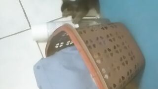 EMPAT KUCING 🐱