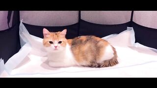 Cat Giving Birth to 5 kittens with complete different color