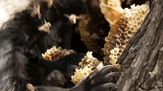 Honey badger fighting a swarm of bees while stealing their honey