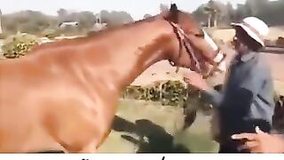 HOLY HORSE