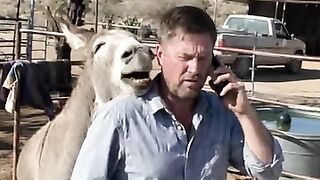 POV- When you try to take one phone call and the donkey has opinions