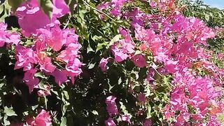 Flor maravilha