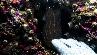 The Octopus Did Something I Never Expected 😳🐙
