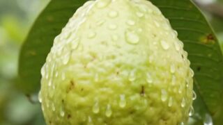 “One fallen guava… can create an entire new forest! 🍐🌱🌳♻️”