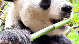 Everyone likes watching panda eating bamboos 😎 #panda #pandas #pandasoftiktok #mukbang #asmr