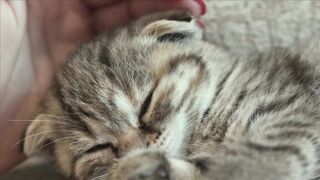 ANIMAL LIFE 100