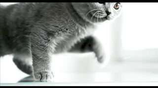 ANIMAL LIFE 1002