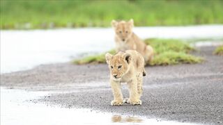 ANIMAL LIFE 1006