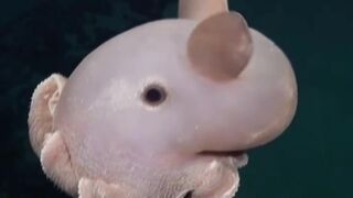o Polvo mais FOFO do oceano