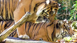 ANIMAL LIFE 10077