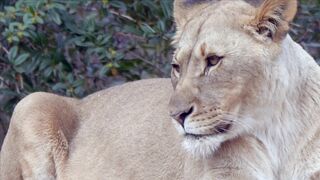 ANIMAL LIFE 10012