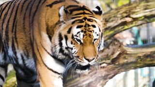 ANIMAL LIFE 100768