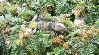 IWILD LIFE GUANA 1111
