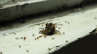 WILD LIFE  ANTS ANT WORK 7