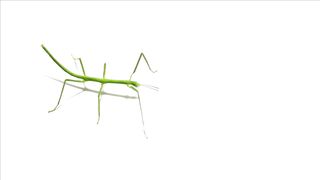 WILD LIFE  BUG LIFE