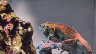 WILD LIFE  CHAMELEON  7