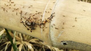 WILD LIFE ANT WORK LIFE 4