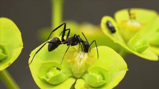 WILD LIFE ANTS ANT WORK 1111