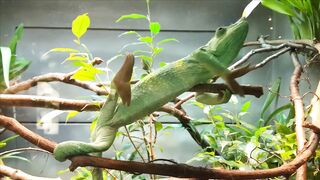 WILD LIFE CHAMELEON 1