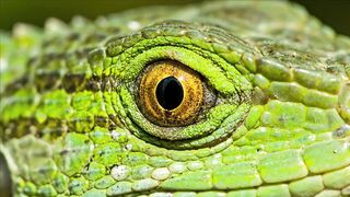 EYE EXTREME CLOSE UP 1008