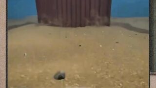 GNGPLAY 12